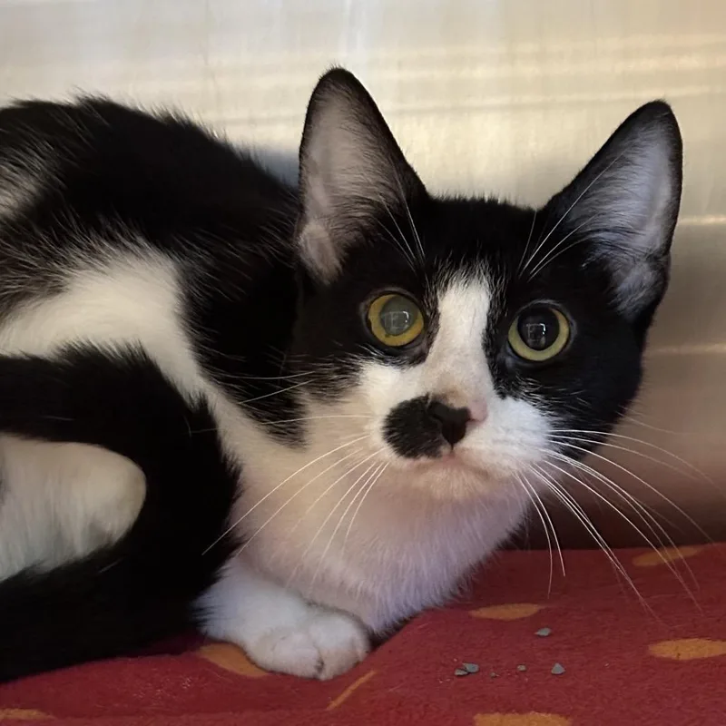 A young medium-sized female Black Domestic Short Hair cat named Checkerboard for adoption in Matteson, IL