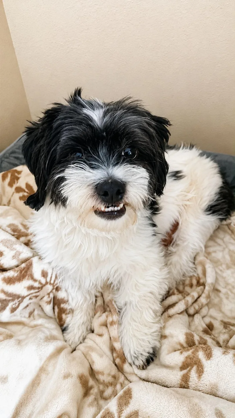 A young small-sized male Shih Tzu dog named Max in RI for adoption in Cranston, RI