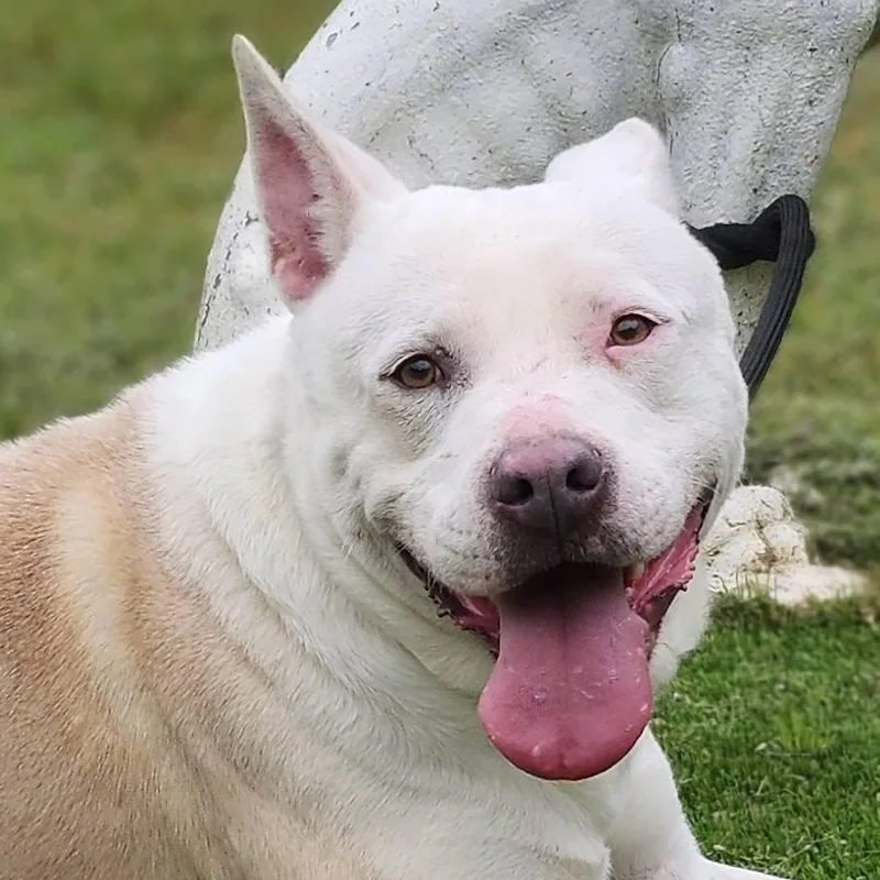An adult medium-sized female White / Cream Pit Bull Terrier dog named Angel for adoption in Burbank, CA