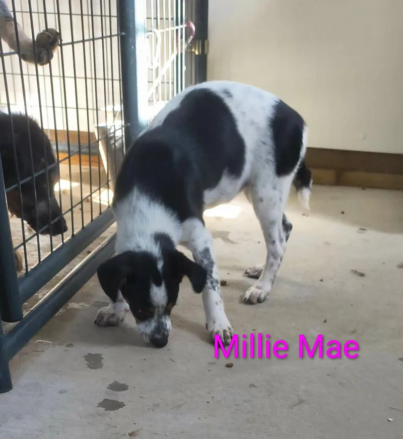 Millie Mae