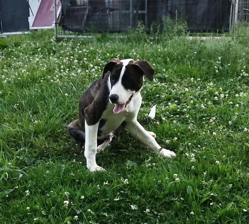 A baby medium-sized male White / Cream Mountain Cur dog named Mario for adoption in Clay City, KY