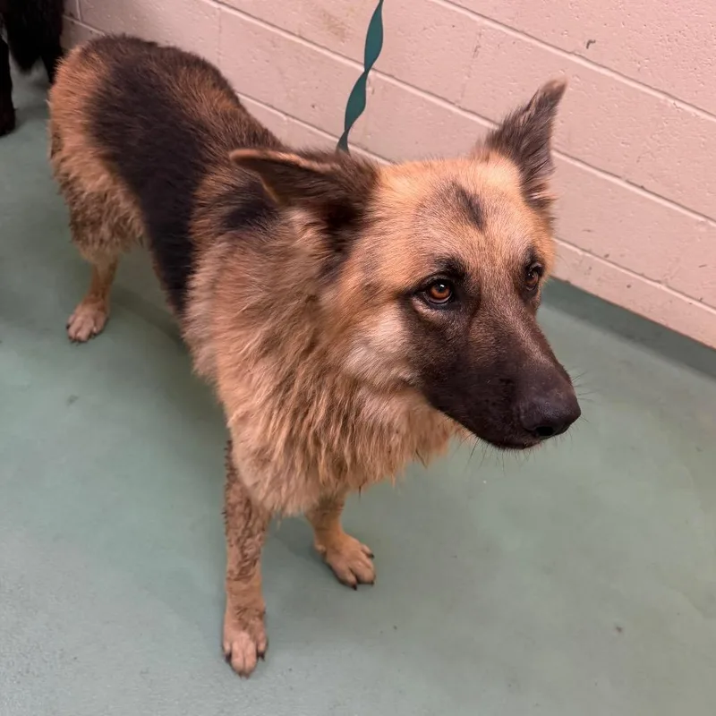 An adult large-sized male Yellow / Tan / Blond / Fawn Mixed Breed dog named Ares for adoption in Memphis, TN