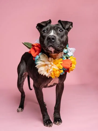 Snowdrop thumbnail 2