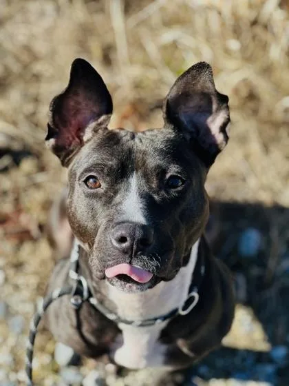 Snowdrop thumbnail 3