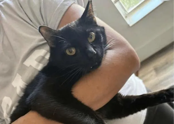 An adult medium-sized male Black & White / Tuxedo Domestic Short Hair cat named Merlin for adoption in Hudson, NH