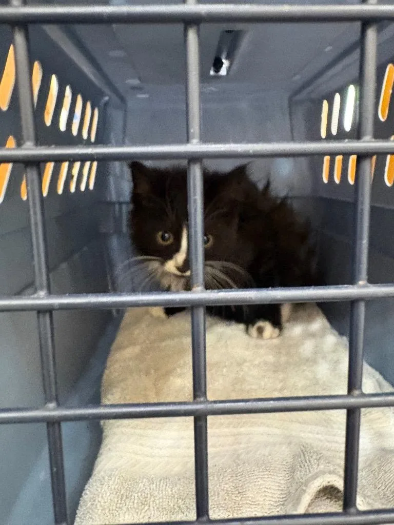 A baby small-sized male Domestic Short Hair cat named Sanford for adoption in Van Wert, OH