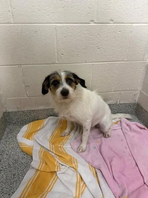 A young small-sized female Chihuahua dog named Scrappy for adoption in Naples, FL