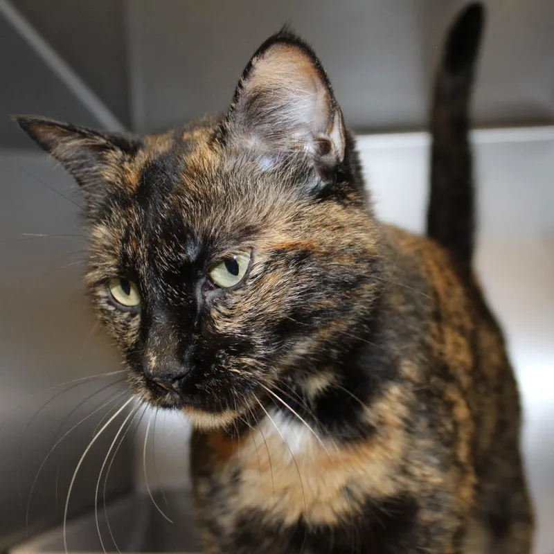 An adult medium-sized female Domestic Short Hair cat named Zempi for adoption in Auburn, AL