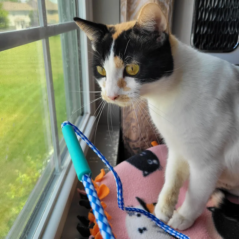 A young small-sized female Calico Domestic Short Hair cat named Mavis for adoption in Whitestown, IN
