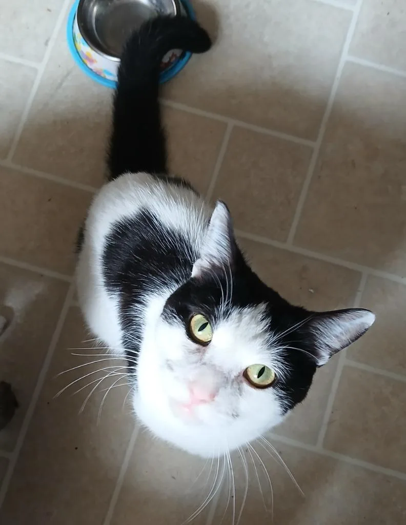 A young medium-sized male Domestic Short Hair cat named Pudge for adoption in Shell Lake, WI