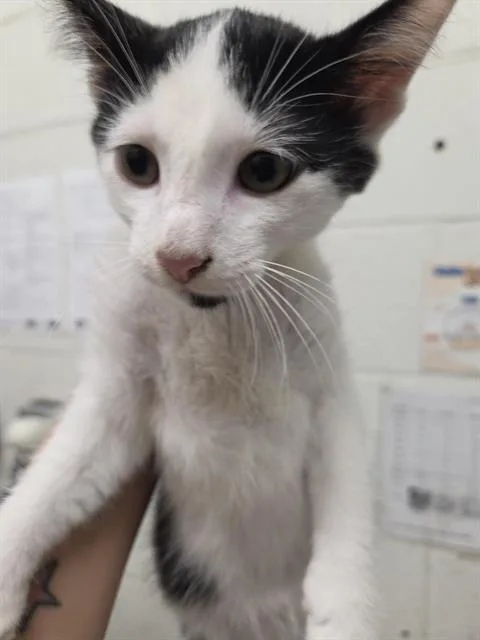 A baby small-sized male Domestic Short Hair cat named Noah for adoption in Chula Vista, CA