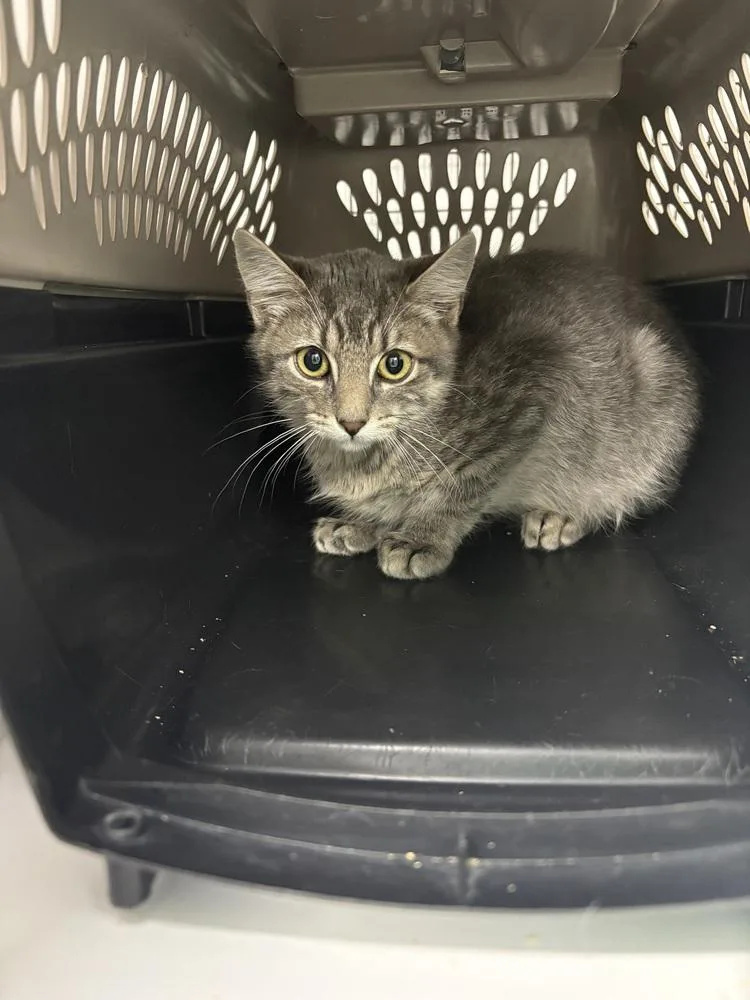 A baby small-sized female Gray & White Domestic Short Hair cat named Sebastian for adoption in Salmon, ID