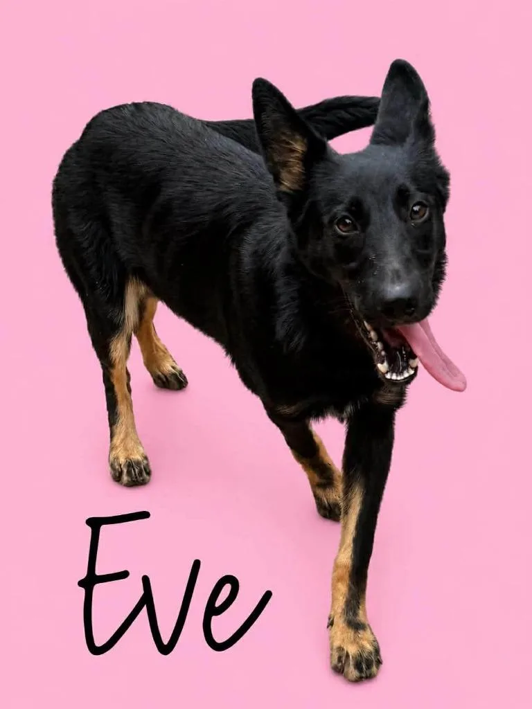 A baby medium-sized female German Shepherd Dog dog named Eve for adoption in Rutherfordton, NC