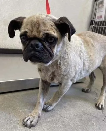 A young small-sized female Yellow / Tan / Blond / Fawn Pug dog named Jasmine for adoption in Eagle, ID