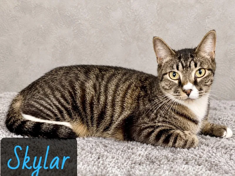 A young medium-sized male Tabby (Gray / Blue / Silver) Domestic Short Hair cat named Sklyar for adoption in Englewood, FL