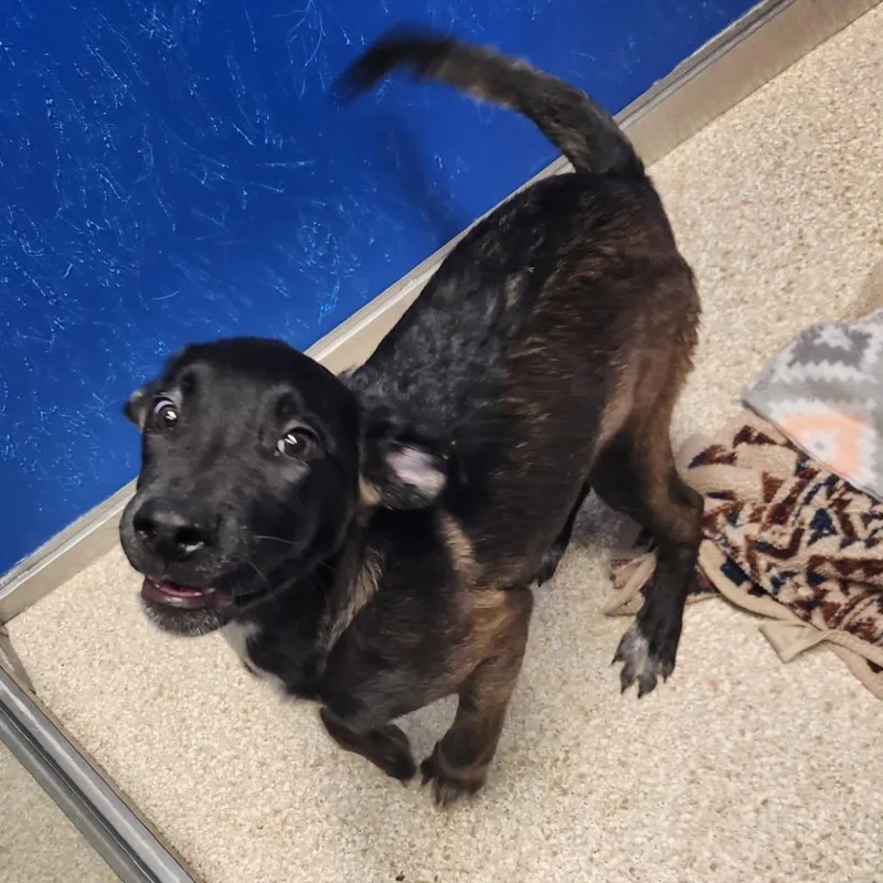 A baby small-sized female German Shepherd Dog dog named Sage for adoption in Reno, NV