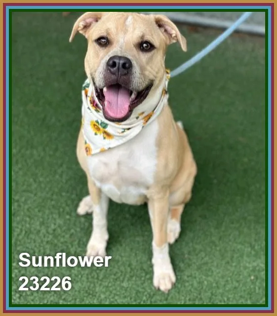 An adult medium-sized female Yellow / Tan / Blond / Fawn Pit Bull Terrier dog named Sunflower for adoption in Marietta, GA