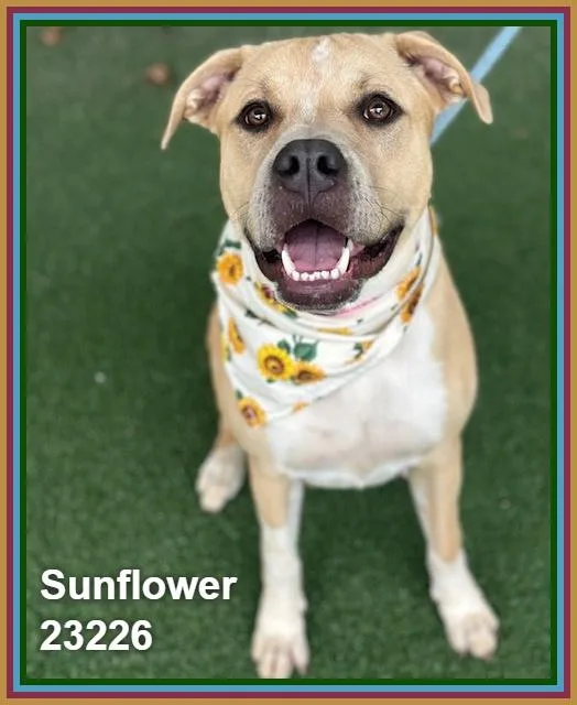 Sunflower thumbnail 4