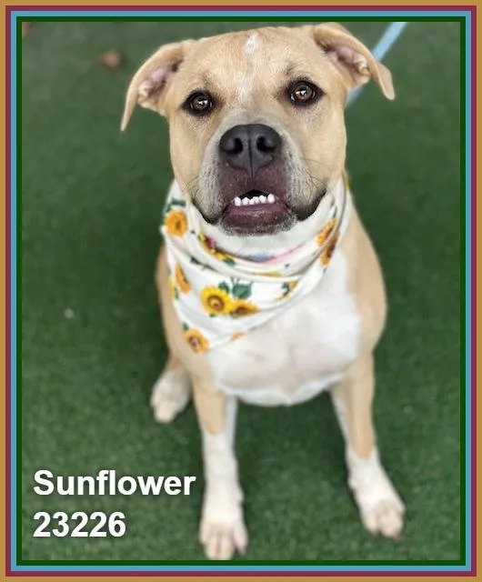 Sunflower thumbnail 5