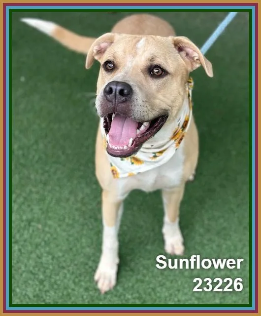 Sunflower thumbnail 6