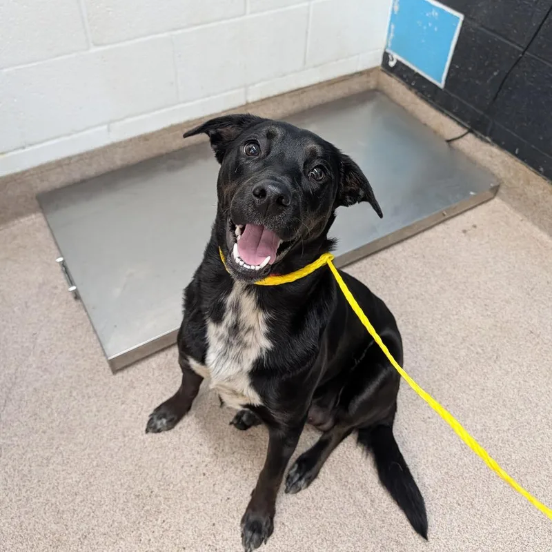 A young medium-sized female Black Labrador Retriever dog named Missy for adoption in Ardmore, OK