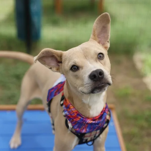 A young small-sized male American Staffordshire Terrier dog named Bubba for adoption in San Antonio, TX
