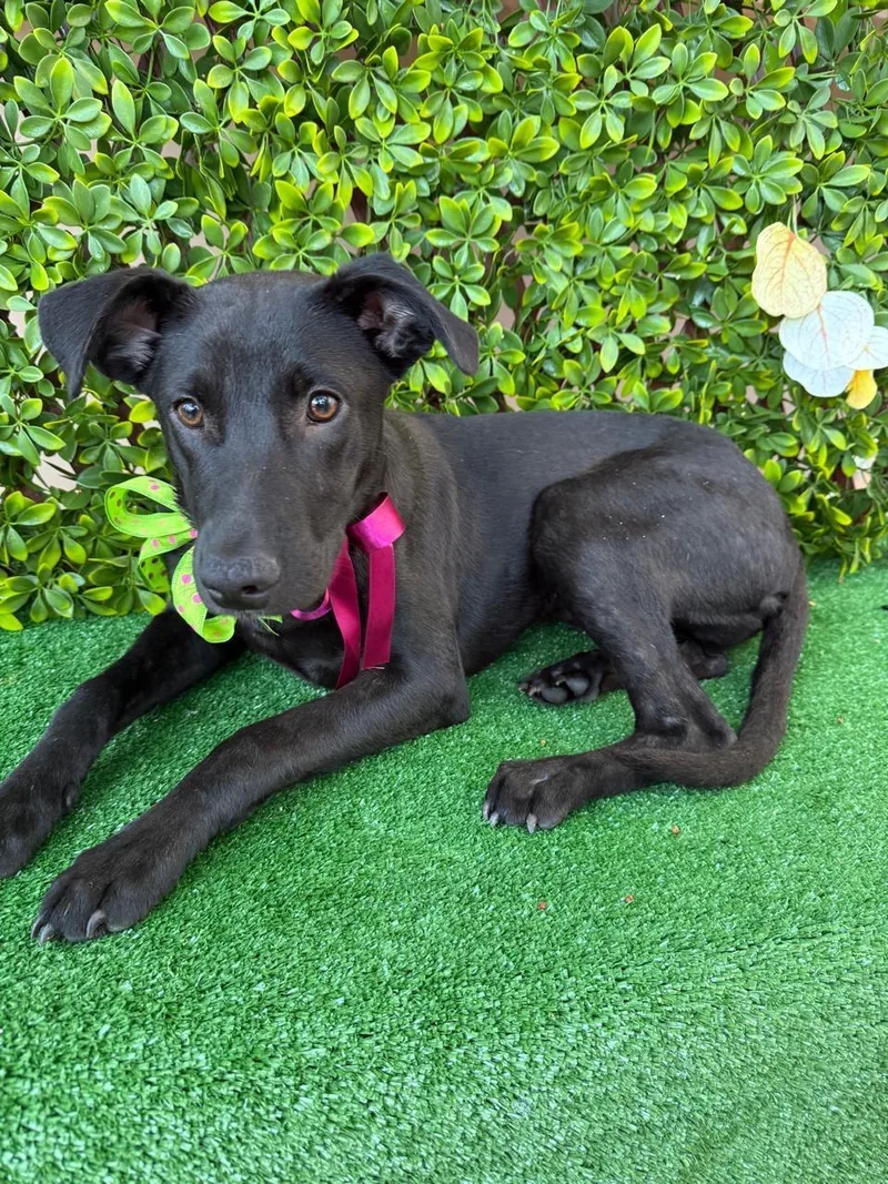 A young medium-sized female Black Labrador Retriever dog named Cleo for adoption in Rowland Heights, CA