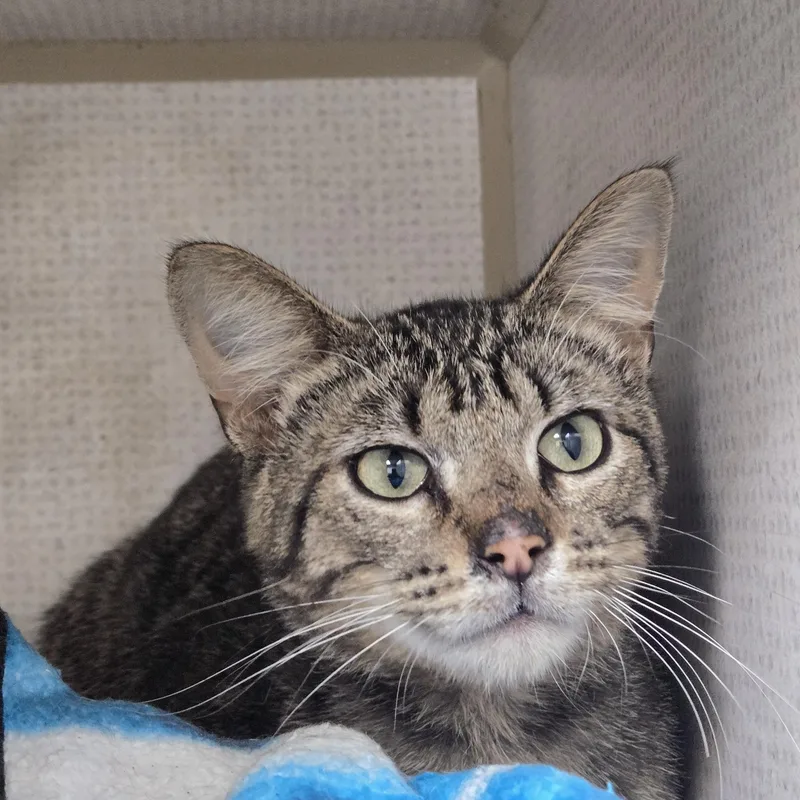 An adult medium-sized male Tabby (Brown / Chocolate) Domestic Short Hair cat named Kopper for adoption in Graham, TX