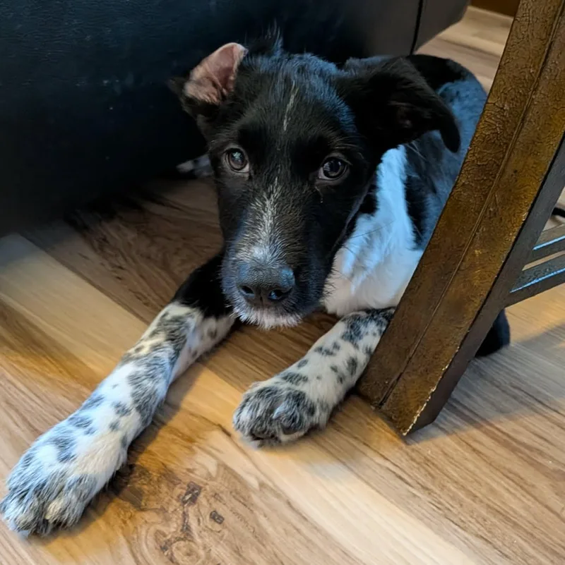 A baby medium-sized female Border Collie dog named Eliza for adoption in Brockport, NY