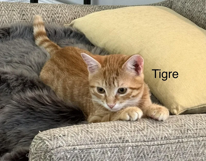 Tigre