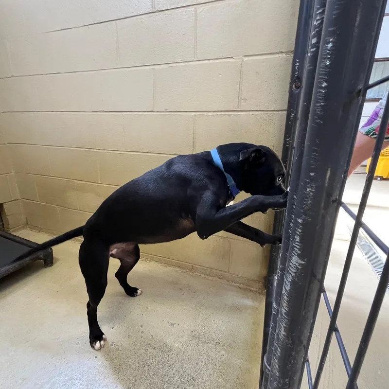 A young medium-sized female Black Pit Bull Terrier dog named Addyson for adoption in Clarksville, VA