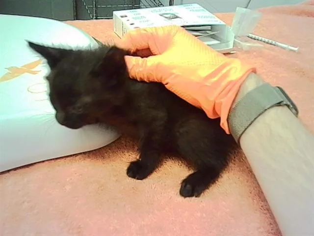 A baby small-sized female Domestic Short Hair cat named Picante for adoption in Indianapolis, IN