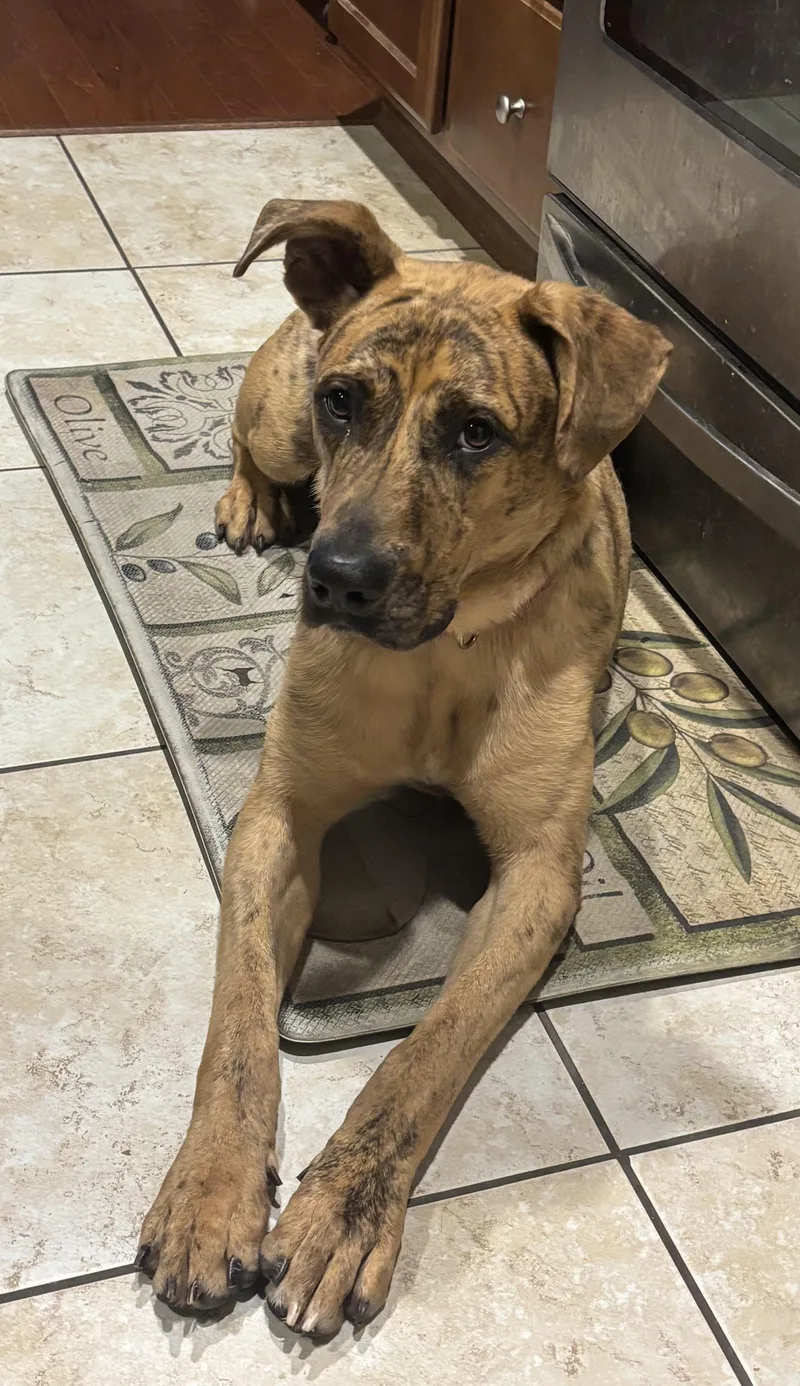 A young large-sized male Brindle Great Dane dog named Axel Rose for adoption in Houston, TX