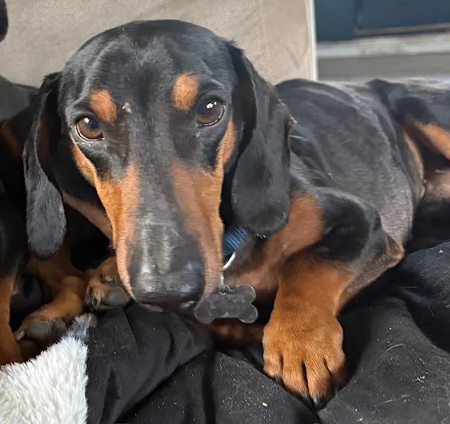 An adult medium-sized male Dachshund dog named Brian    for adoption in Los Angeles, CA