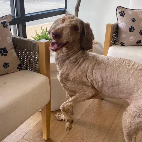 An adult large-sized female Red / Chestnut / Orange Standard Poodle dog named Nova for adoption in Chesapeake, VA