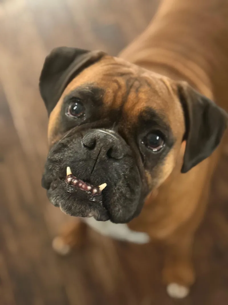 An adult large-sized female Boxer dog named Charley for adoption in Richboro, PA