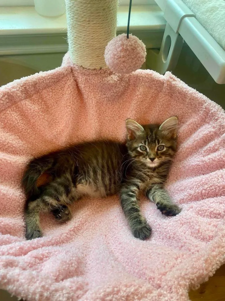 A baby small-sized female Black Domestic Medium Hair cat named Indie for adoption in Shawnee, OK