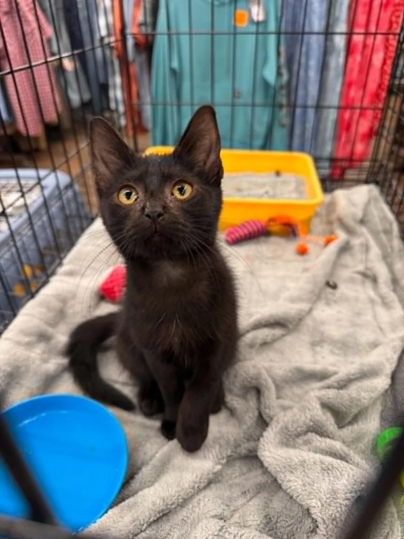 A baby small-sized male Black Domestic Short Hair cat named Marvin for adoption in Wilmington, NC