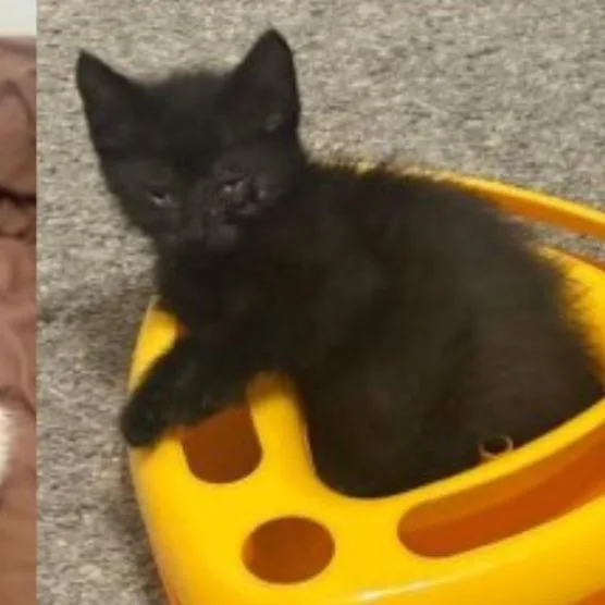A baby small-sized male Black Domestic Short Hair cat named Mingi for adoption in Austin, TX