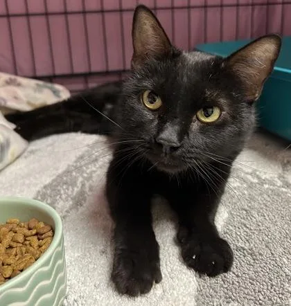 An adult small-sized female Domestic Short Hair cat named Shelby for adoption in Phoenix, AZ