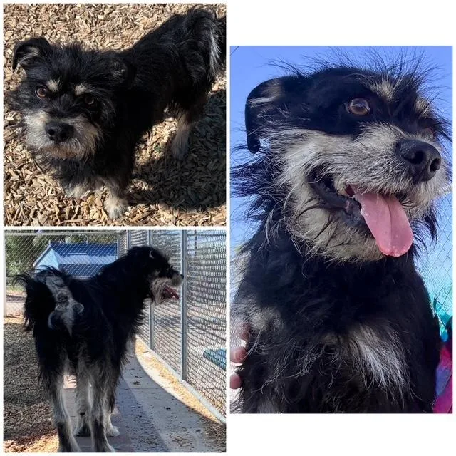 An adult medium-sized male Rat Terrier dog named Whimpy for adoption in Albuquerque, NM