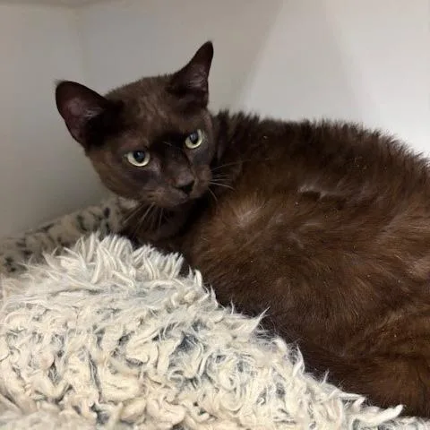 An adult large-sized female Gray / Blue / Silver Burmese cat named Jessie for adoption in Hawthorne, CA