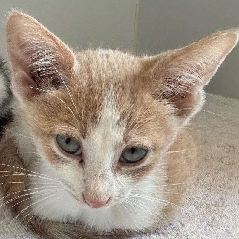 A baby small-sized male Buff / Tan / Fawn Domestic Short Hair cat named Apple for adoption in Naperville, IL