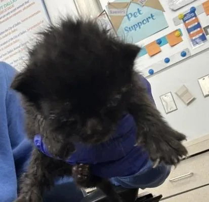 A baby medium-sized male Domestic Short Hair cat named Sky for adoption in Dallas, TX