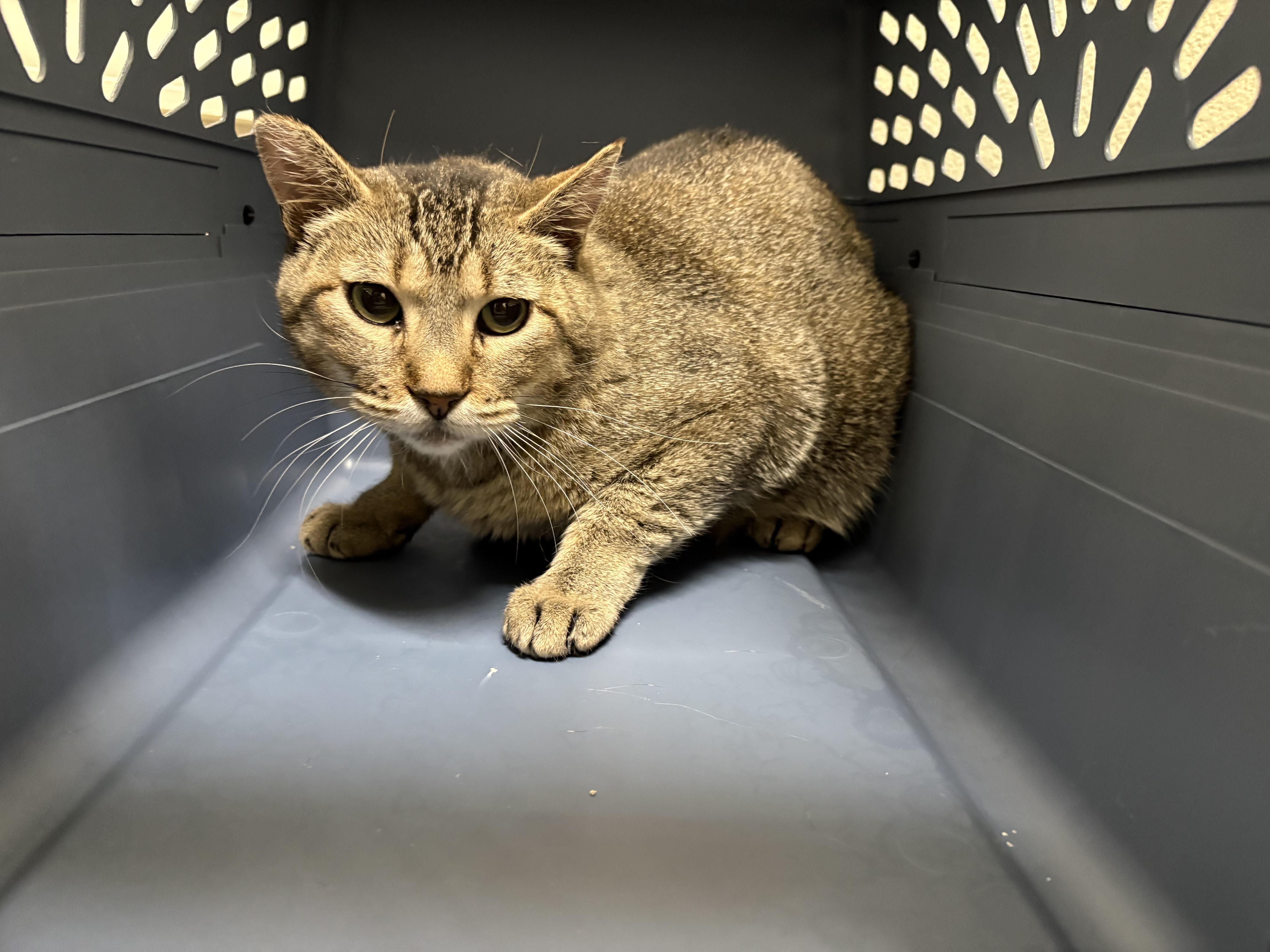 An adult medium-sized male Tabby (Brown / Chocolate) Domestic Short Hair cat named Bob for adoption in Boise, ID