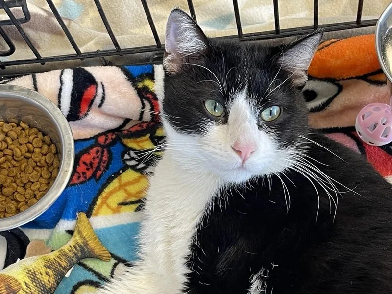 A young medium-sized male Black & White / Tuxedo Domestic Short Hair cat named Tom Tom for adoption in Bolivar, MO