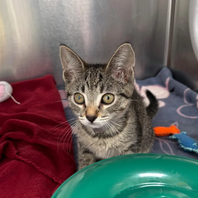 A baby small-sized female Brown / Chocolate Domestic Short Hair cat named Wanda for adoption in Long Beach, CA