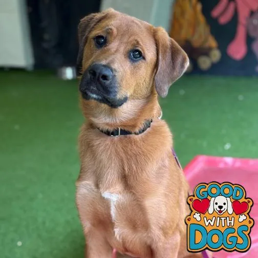 A young medium-sized female Red / Chestnut / Orange Golden Retriever dog named Tilly for adoption in Jupiter, FL