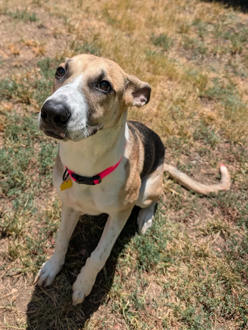 A young large-sized female Great Dane dog named Trixie A for adoption in Plano, TX