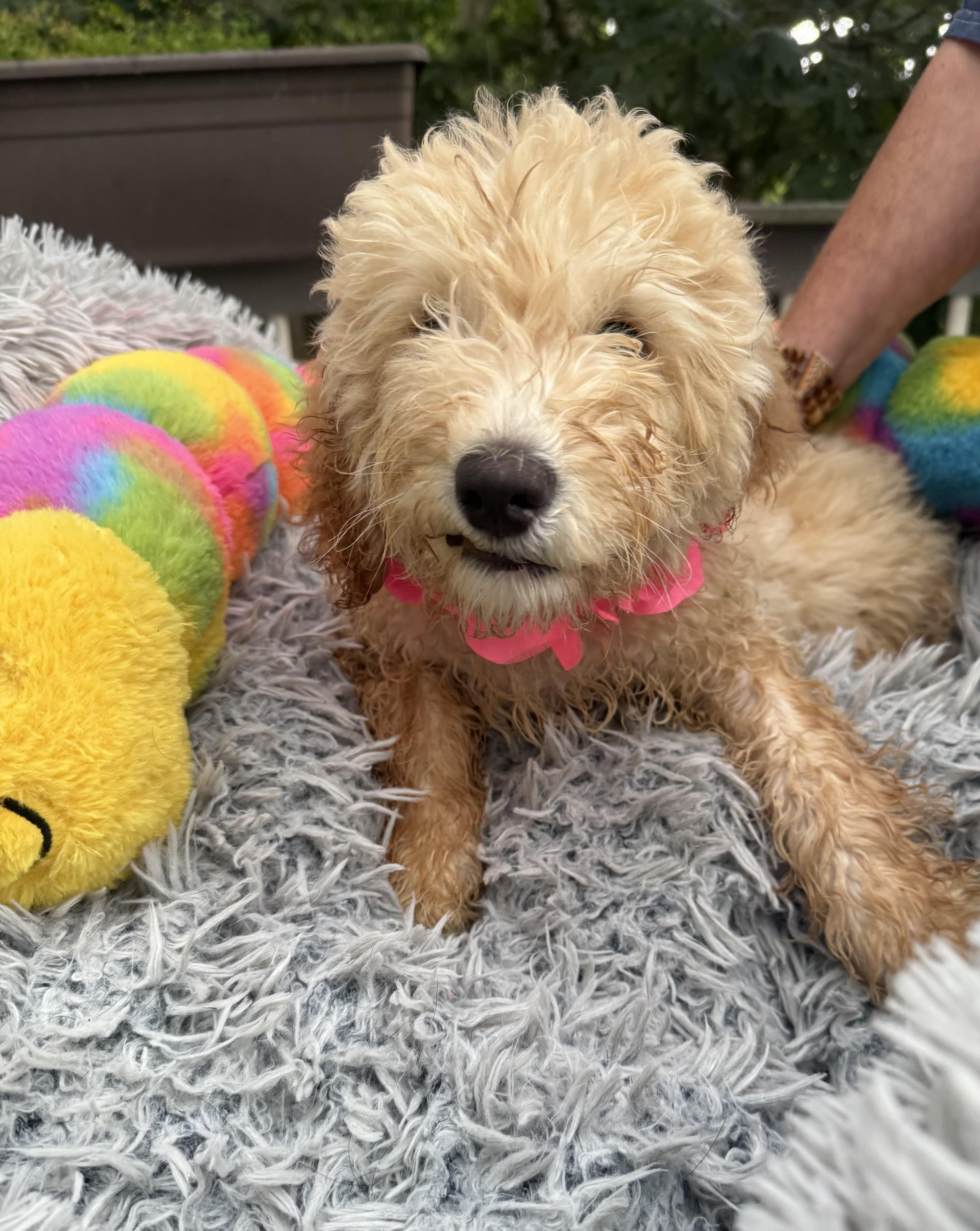 A baby small-sized male Golden Goldendoodle dog named Goose for adoption in White Lake, MI